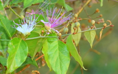 Capparis zeylanica