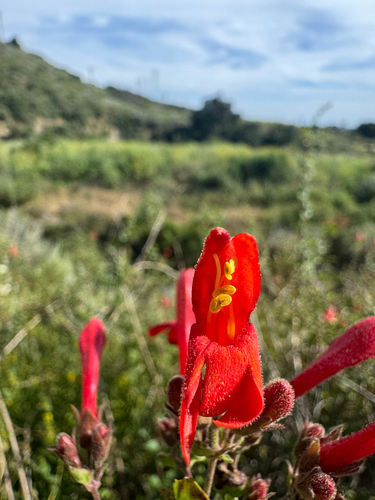 heartleaf keckiella (Keckiella cordifolia)