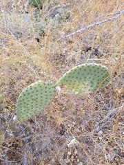 Opuntia comonduensis