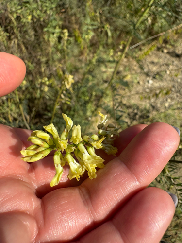 Santa Barbara Milkvetch (Astragalus trichopodus)