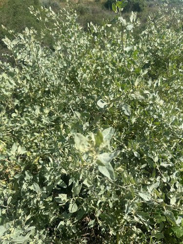 big saltbush (Atriplex lentiformis)