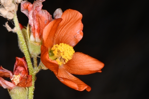 Gooseberryleaf Globemallow (Sphaeralcea grossulariifolia)
