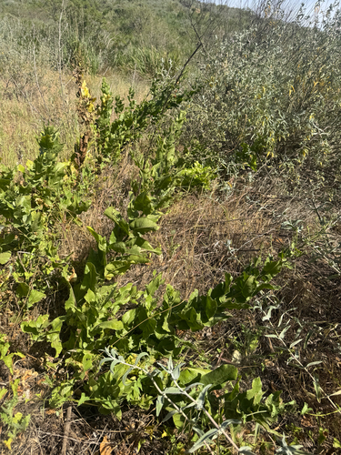 Sacapellote (Acourtia microcephala)