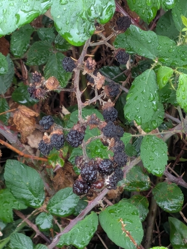 elmleaf blackberry (Rubus ulmifolius)