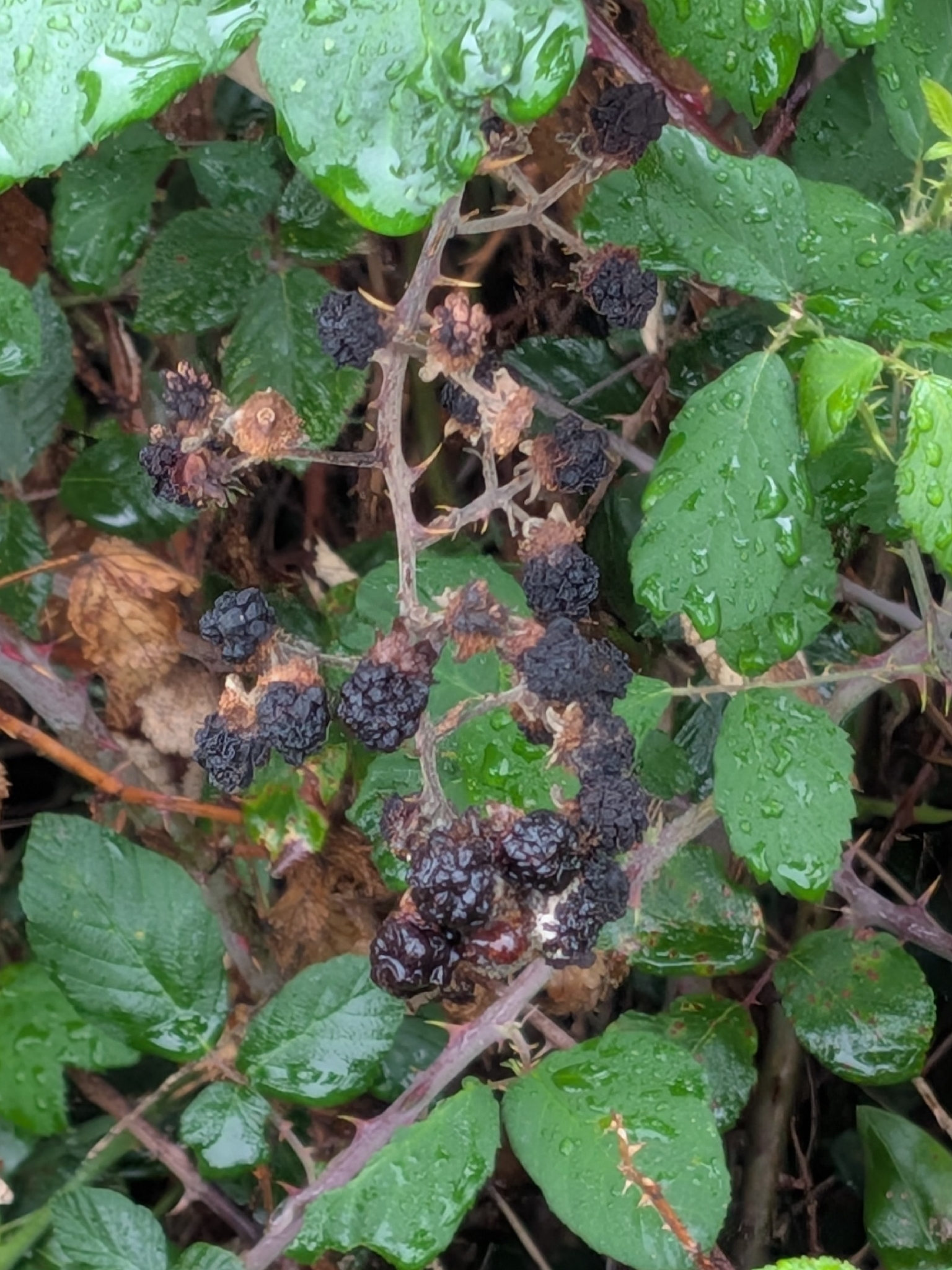 Elmleaf Blackberry (Rubus ulmifolius)