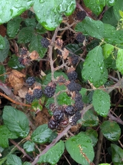 Mûre À Feuilles D'orme (Rubus ulmifolius)