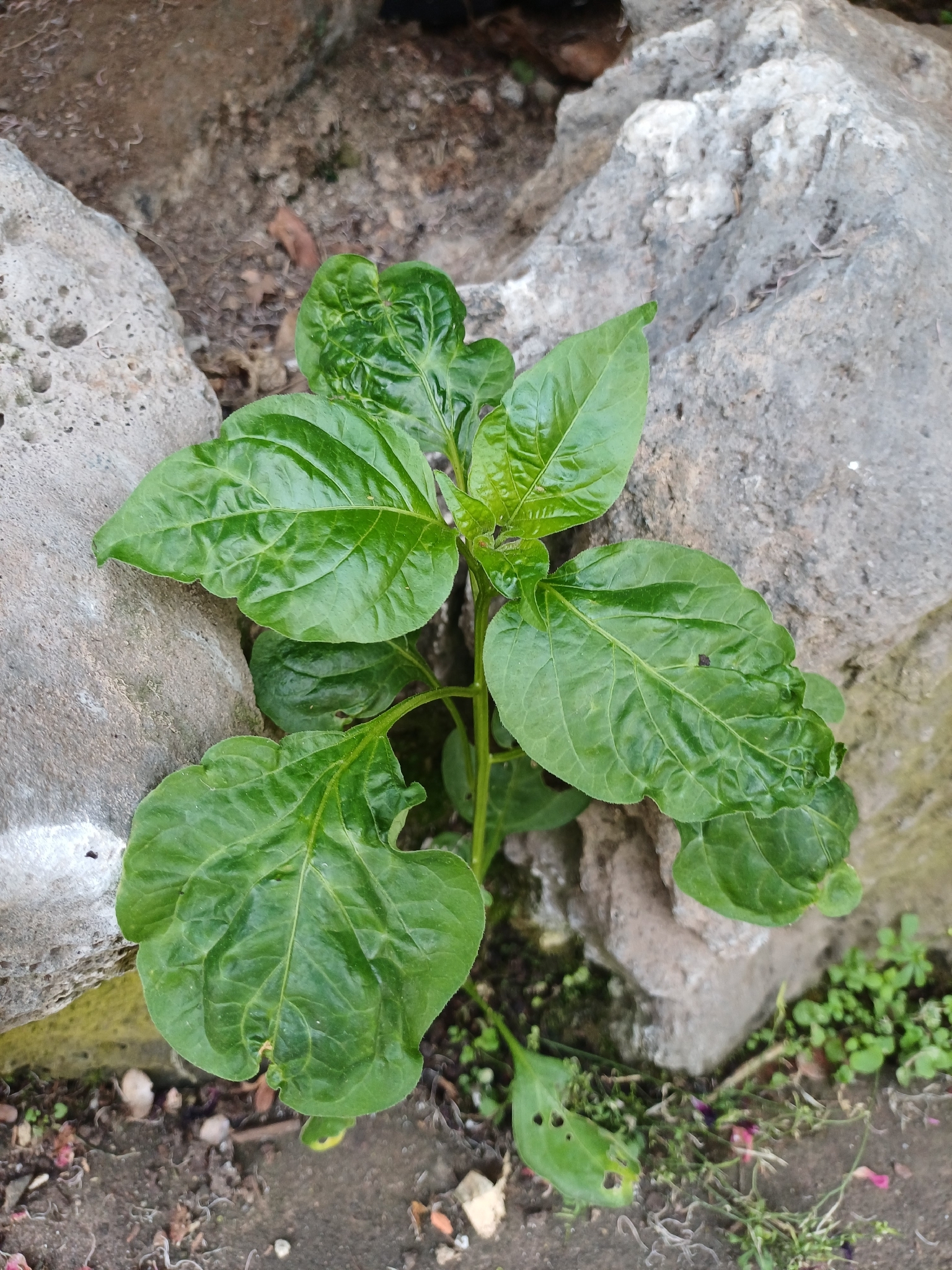 Aji Pepper (Capsicum chinense)