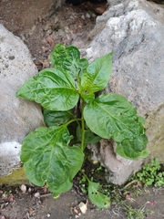 Aji Pepper (Capsicum chinense)