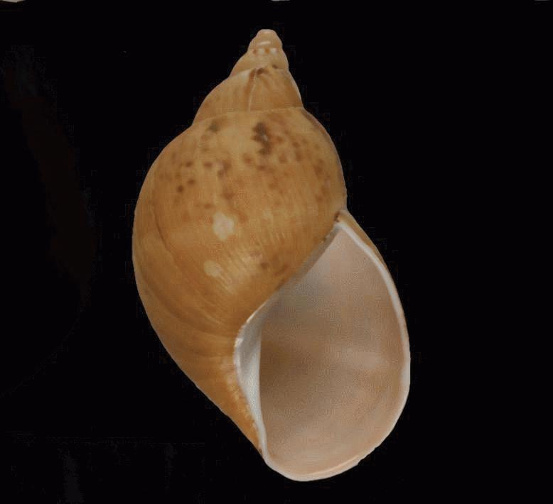 Hemibulimus