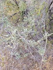 Prosopis articulata