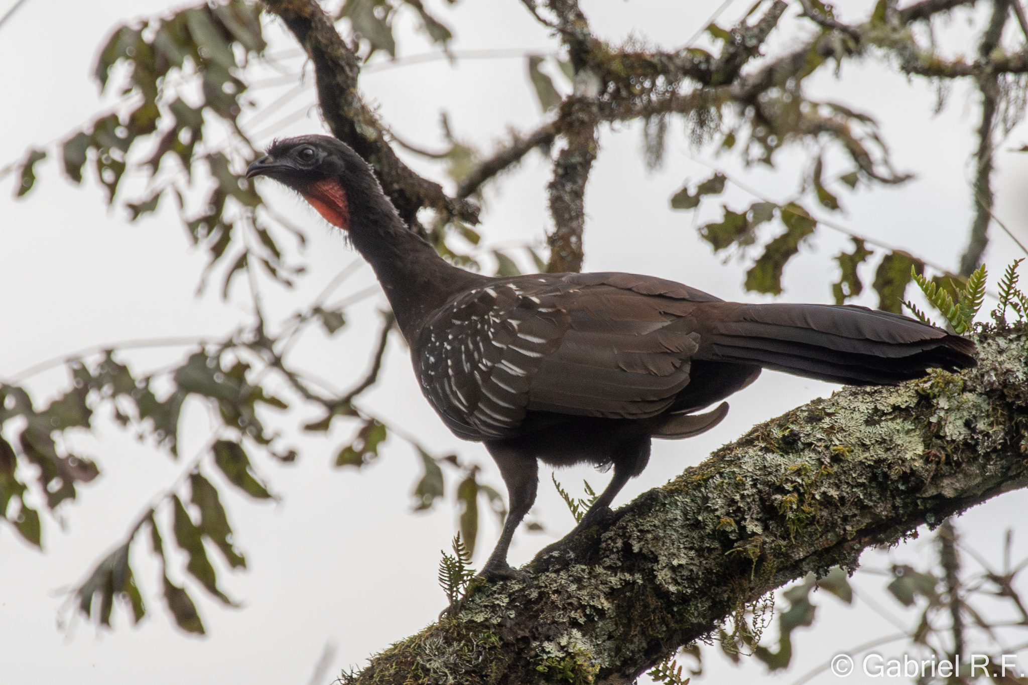 Yungas Guan (Penelope bridgesi), photo 9