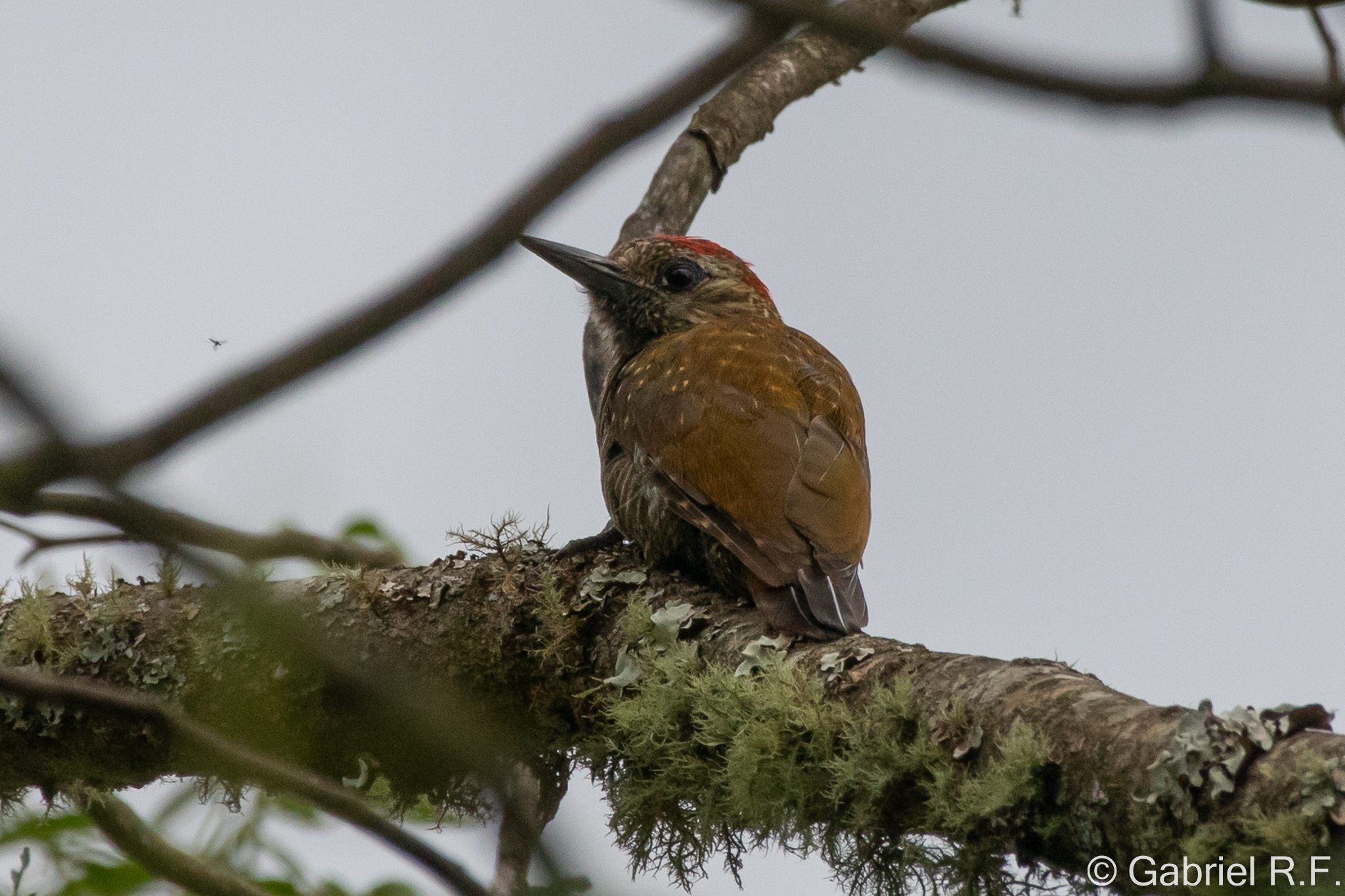 Dot-fronted Woodpecker (Veniliornis frontalis), photo 2