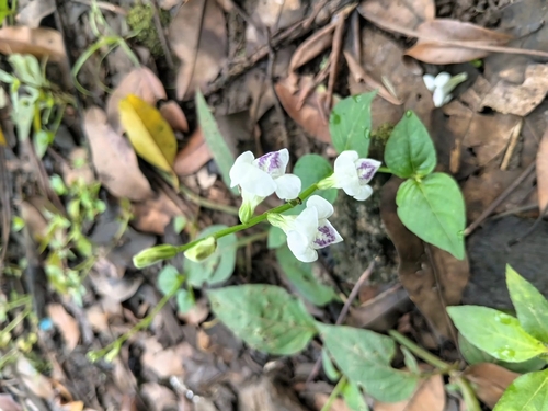Asystasia intrusa