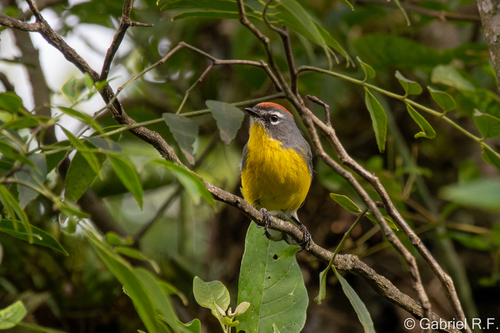 Brown-capped Whitestart (Myioborus brunniceps), photo 4