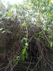 Trichostigma octandrum