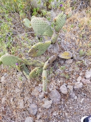 Opuntia comonduensis