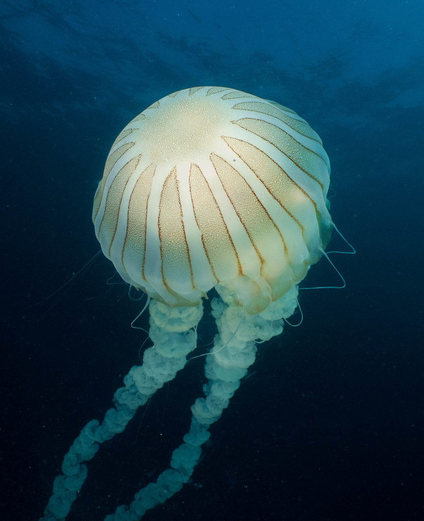 South American Sea Nettle