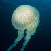 Морская крапива. Морская крапива (Chrysaora). Черная морская крапива медуза. Южноамериканские крапивные медузы. Морская крапива медуза ДЕАГОСТИНИ.