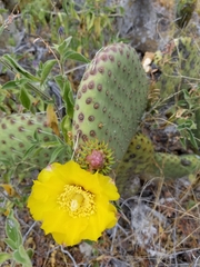Opuntia comonduensis