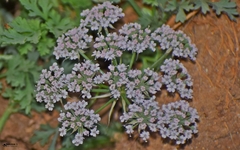 Seseli diffusum