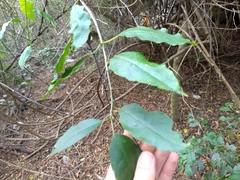 Trichostigma octandrum