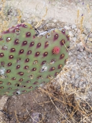 Opuntia comonduensis