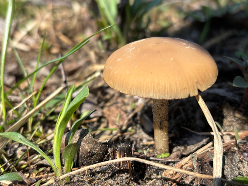 iNaturalist observation photo of Agaricineae