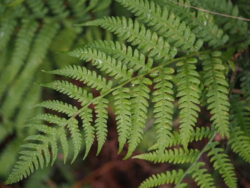 Japanese lady fern (Deparia petersenii)