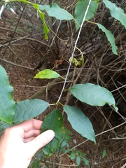 Trichostigma octandrum