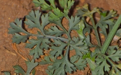 Seseli diffusum
