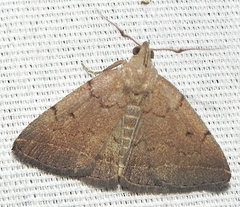 Zanclognatha martha
