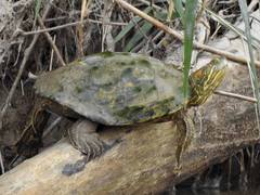 Trachemys gaigeae