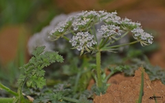 Seseli diffusum
