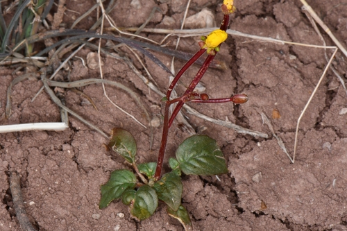 Chylismia scapoidea ssp. macrocarpa