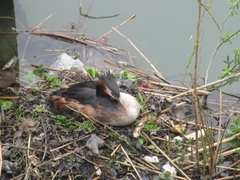 Podiceps cristatus