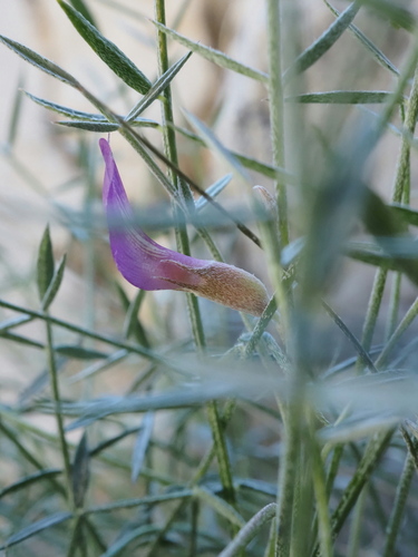 Panamint Milkvetch (Astragalus panamintensis)