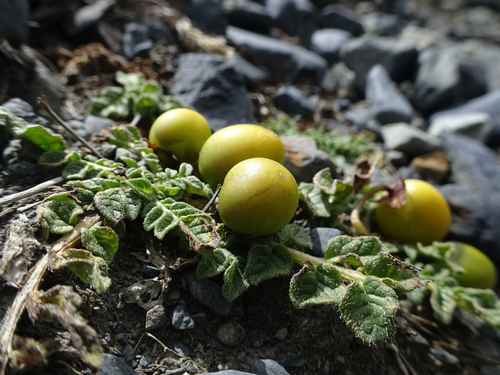 Solanum acaule, photograph 6
