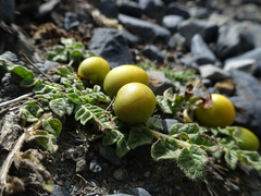 Solanum acaule, photograph (c) Fabien Anthelme, some rights reserved (CC BY-SA)