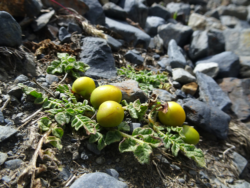 Solanum acaule, photograph 5