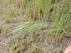 Bromus rigidus