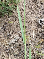 Bromus rigidus