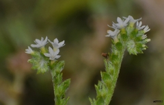 Euploca ovalifolia