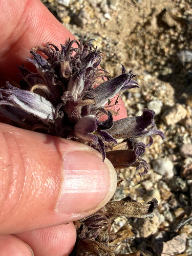 desert broomrape (Aphyllon cooperi)