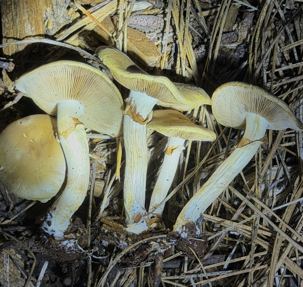 Agrocybe praecox · March 2026 · photo: © aheyman1 (iNaturalist, cc0)