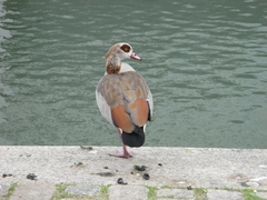Alopochen aegyptiaca