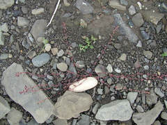 Polygonum humifusum