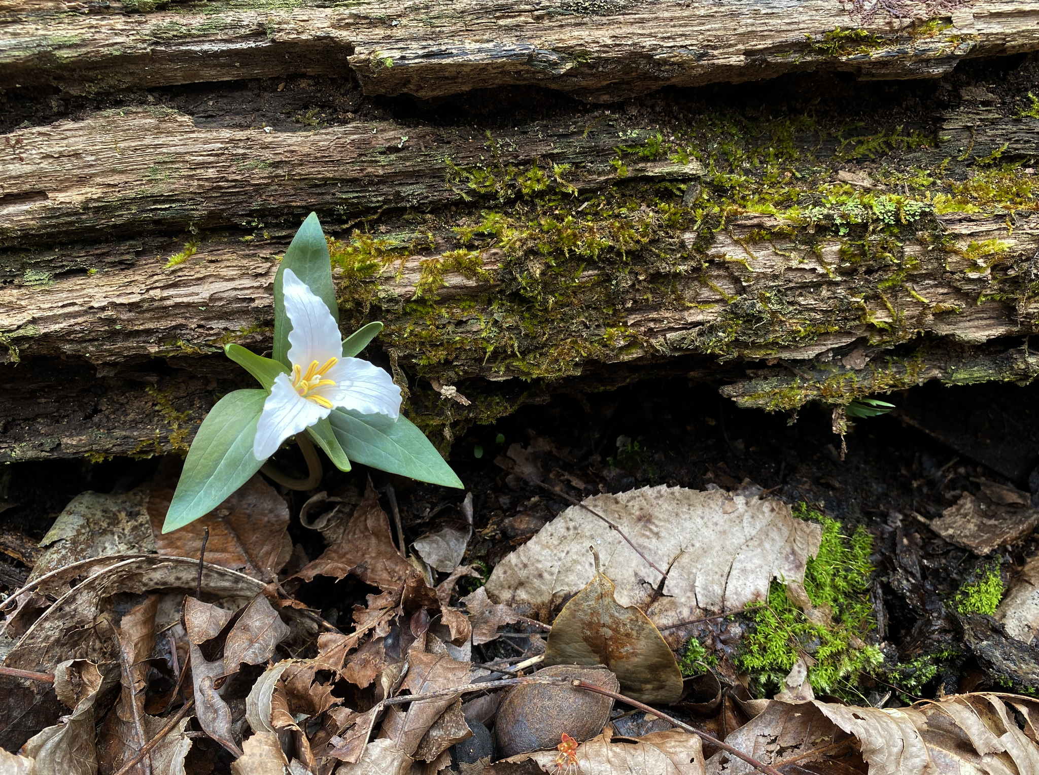 Trillium pusillum var. ozarkanum