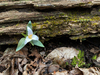 Ozark Trillium - Photo (c) David, some rights reserved (CC BY-NC), uploaded by David