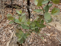 Lonicera albiflora