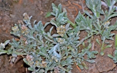 Gnaphalium polycaulon